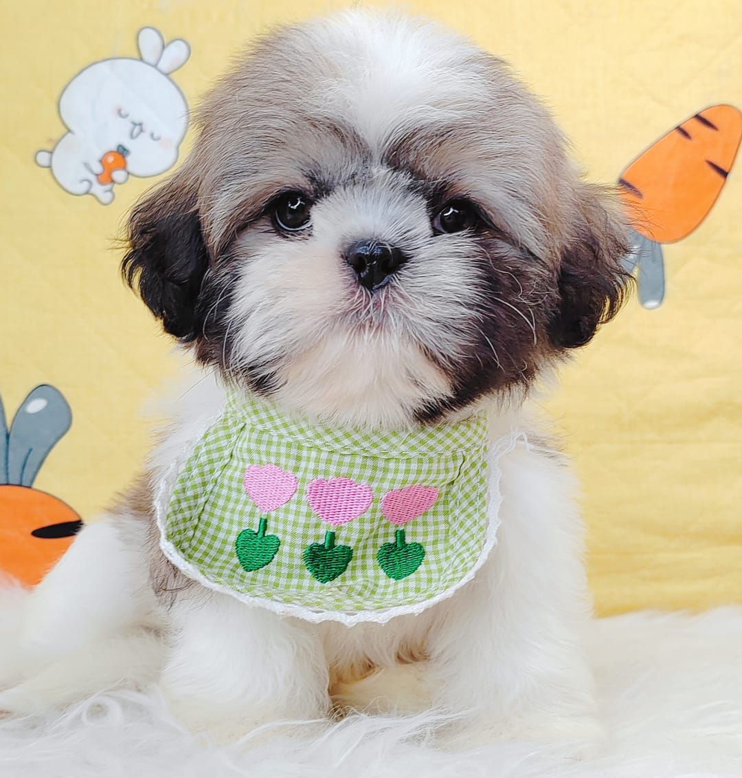 Shih Tzu 西施