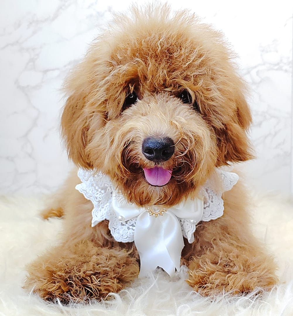 Poodle 娉拌开璐靛