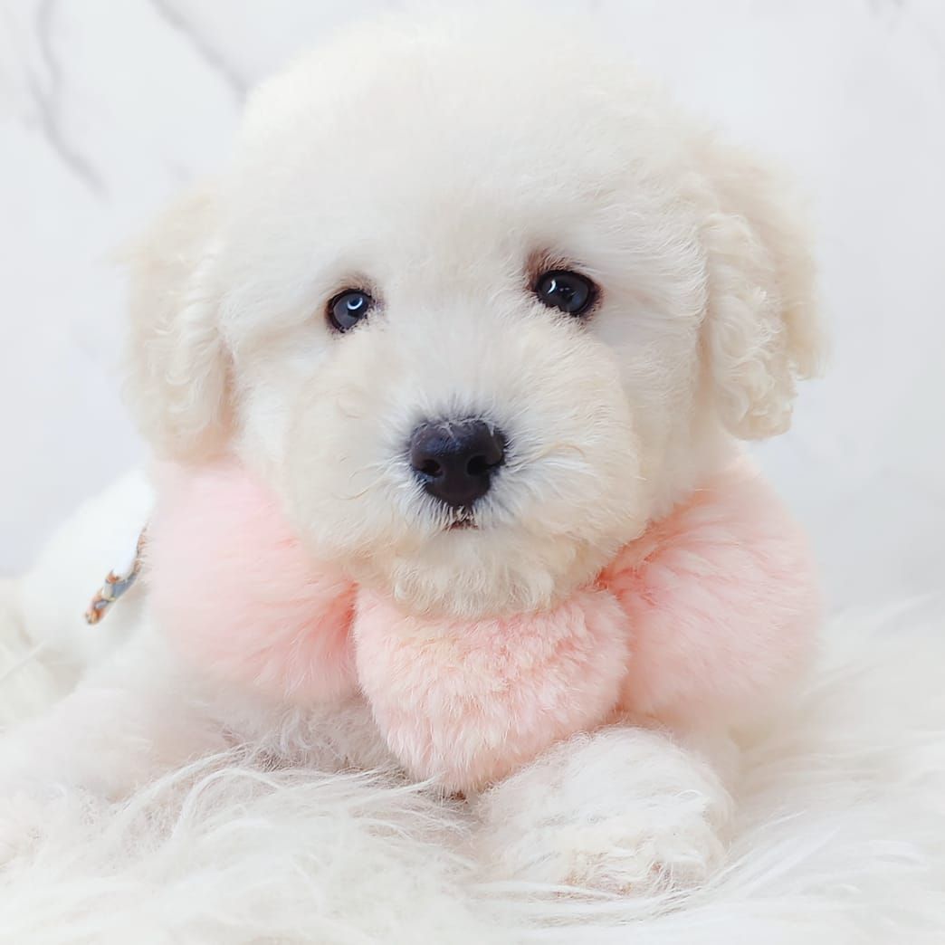 Poodle 娉拌开璐靛