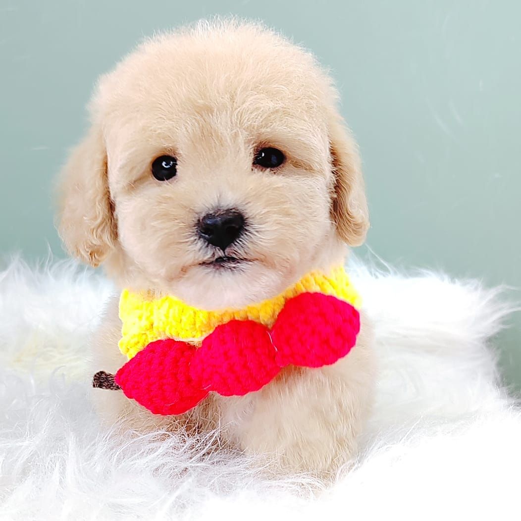 Poodle 娉拌开璐靛