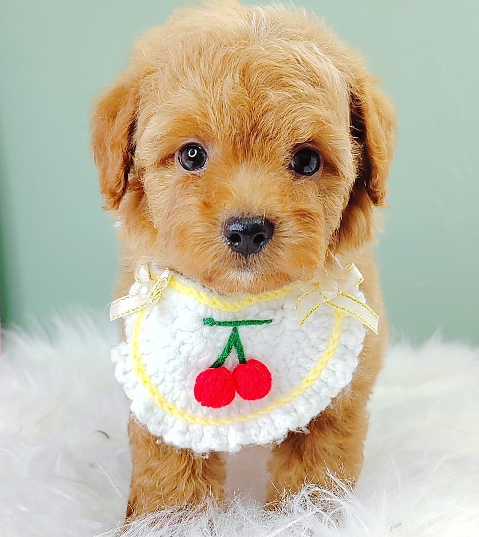 Poodle 娉拌开璐靛