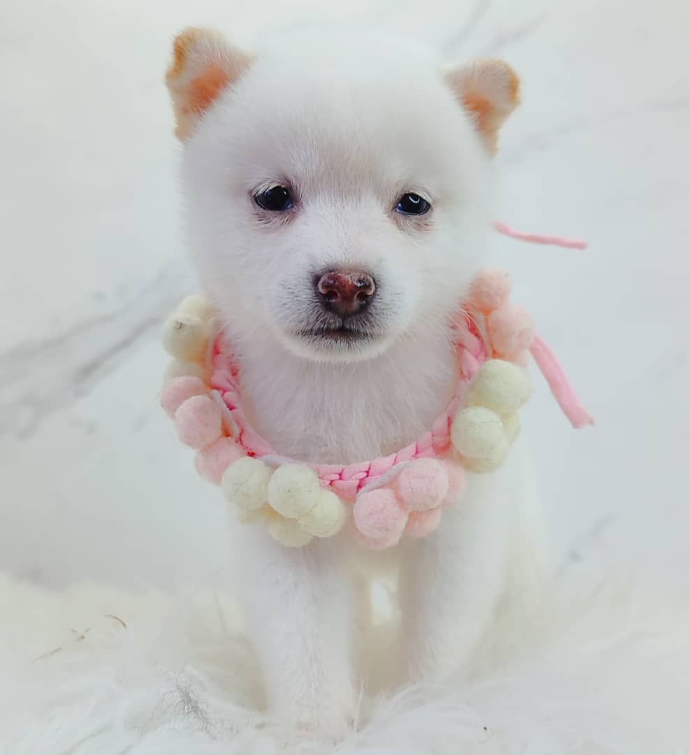 Shiba Inu 柴犬