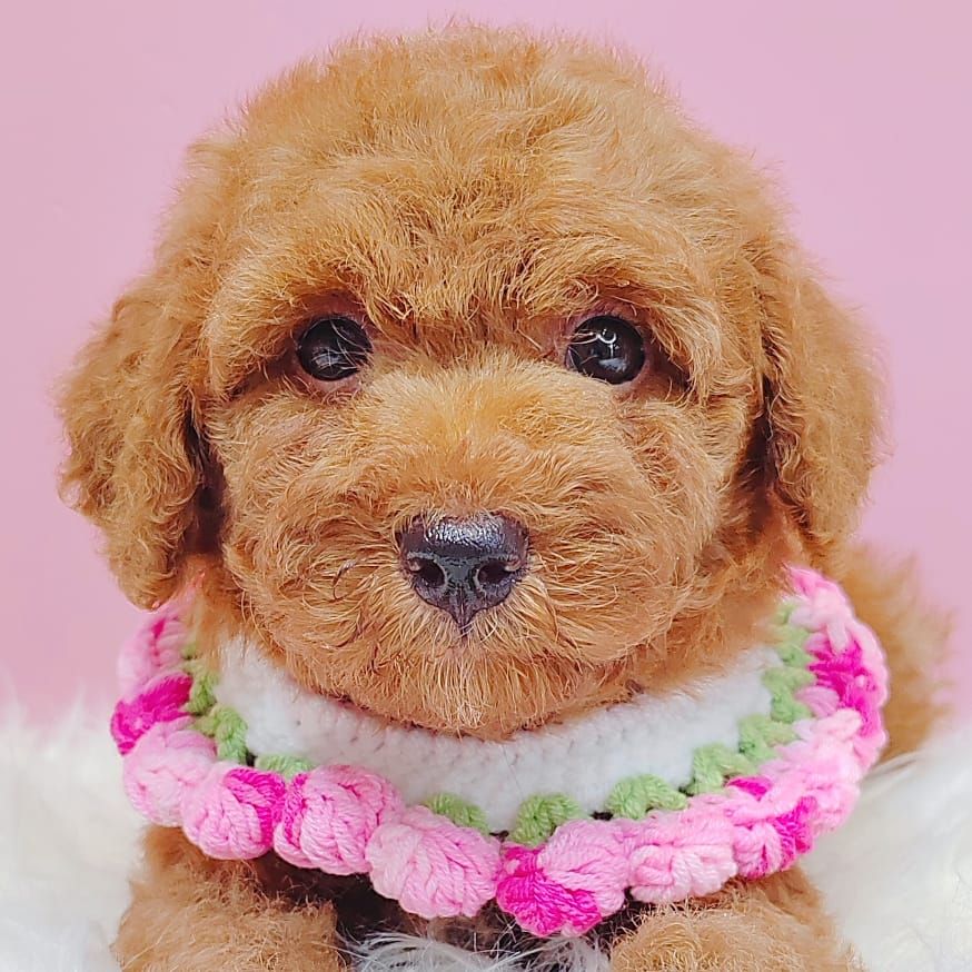 Poodle 璐靛娉拌开