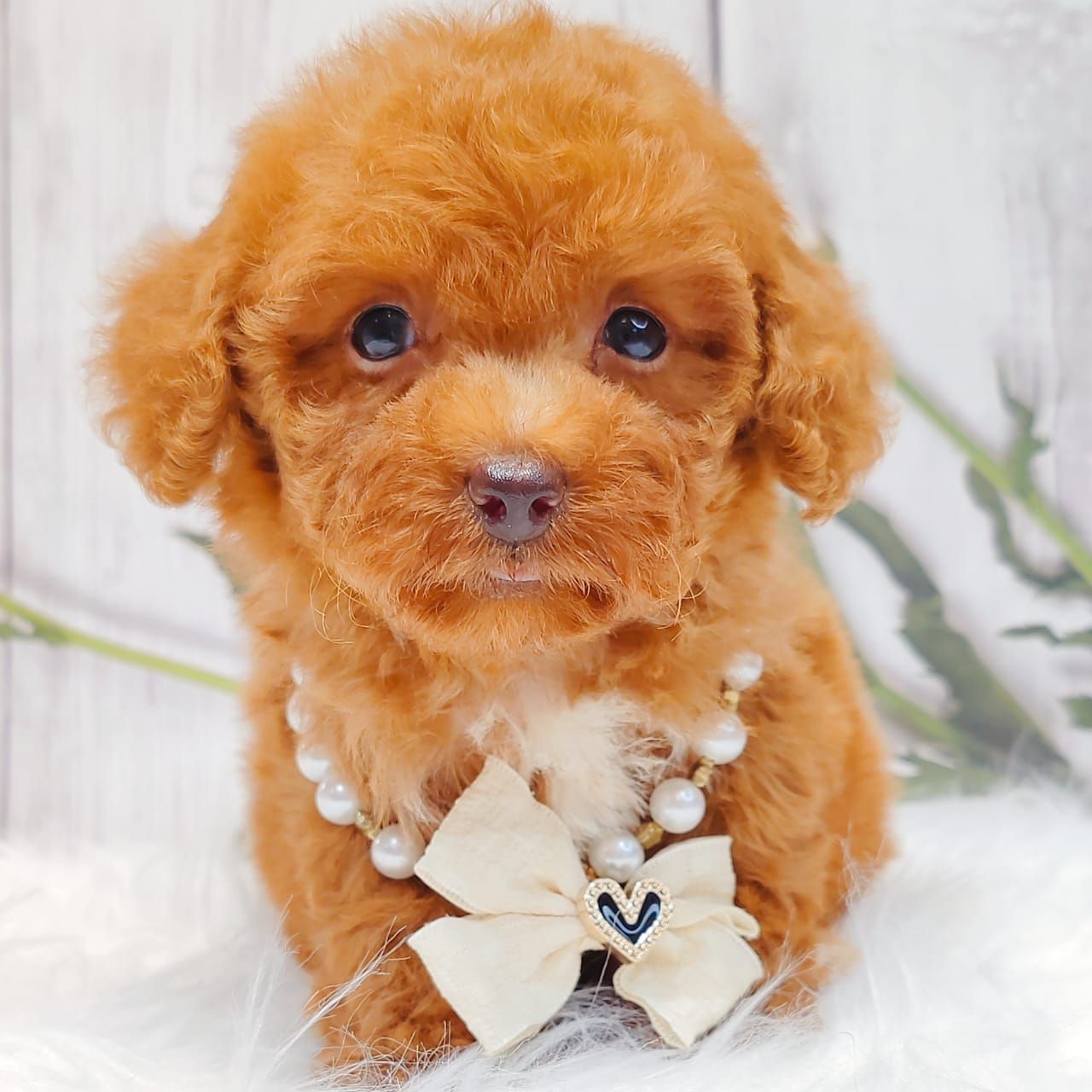 Poodle 娉拌开璐靛