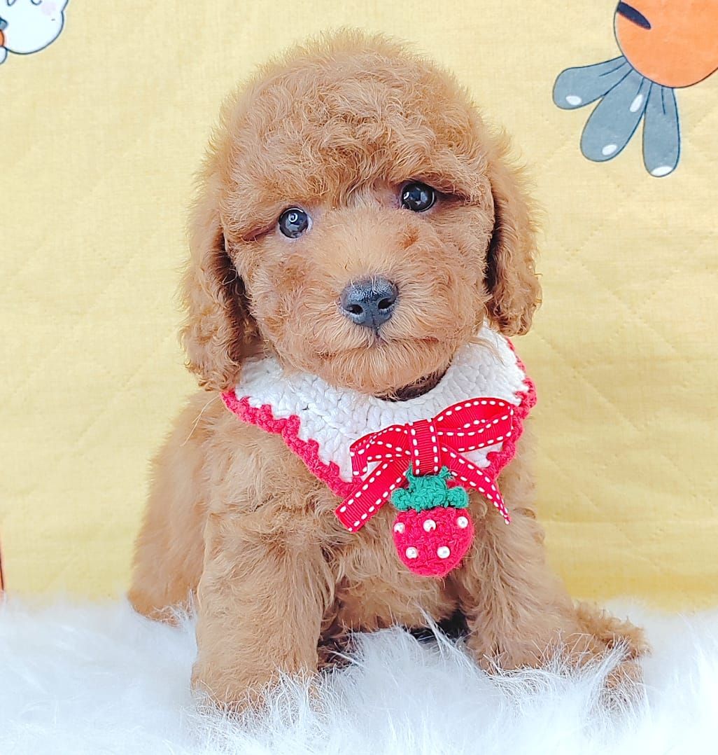 Poodle 娉拌开璐靛