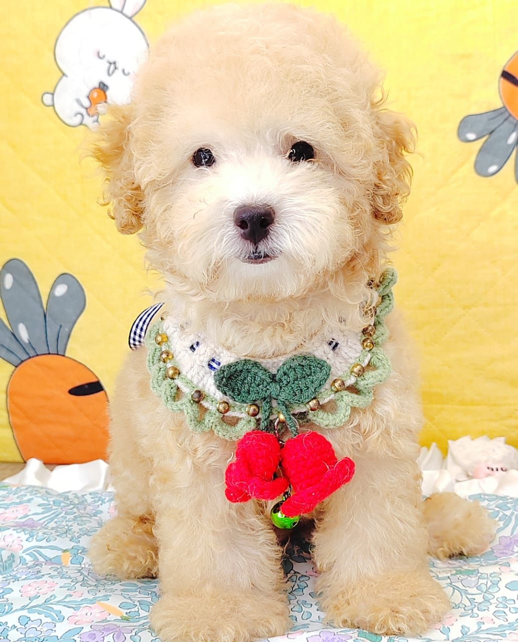 Poodle 娉拌开璐靛