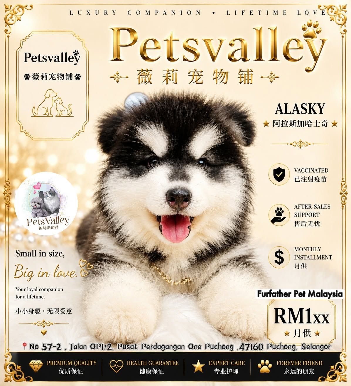 Wooly Alaskan 长毛哈士奇