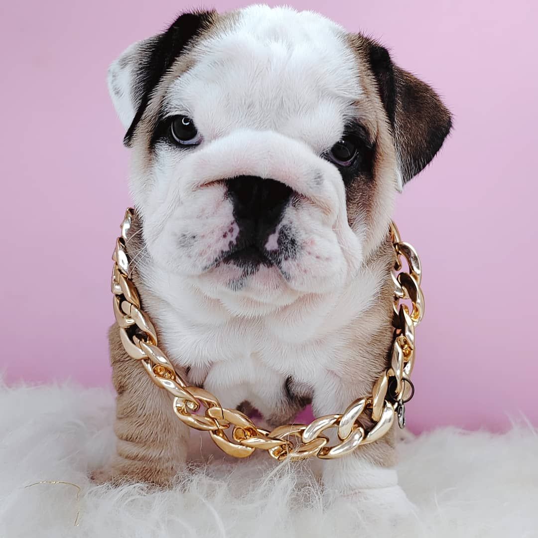 English Bulldog 英国斗牛犬