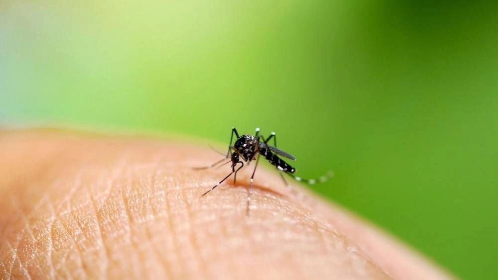 Mosquito Abatement Services