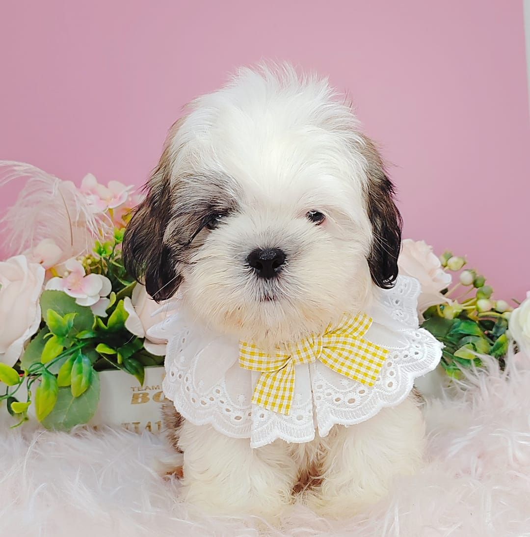 Shih Tzu 西施