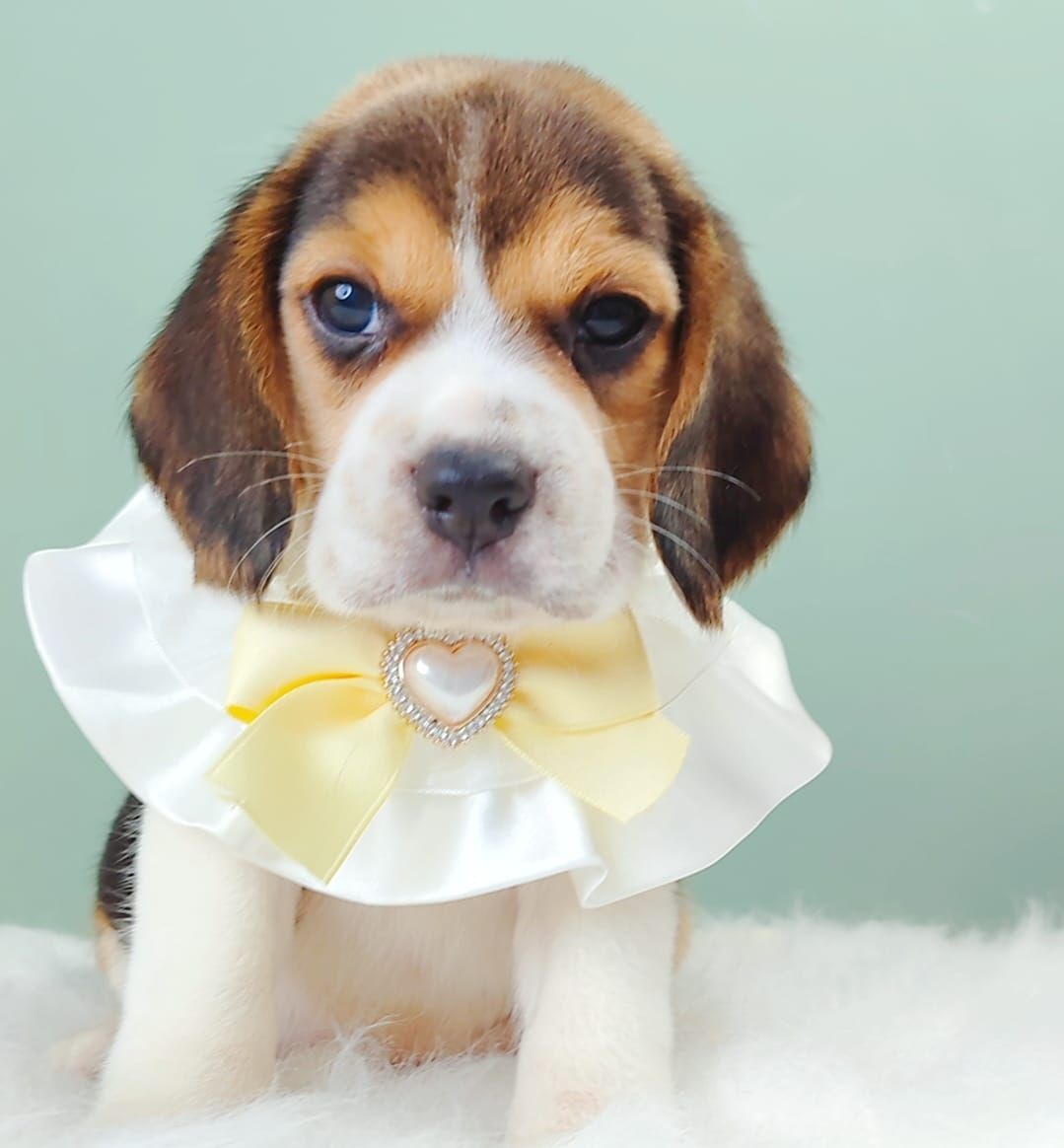 Beagle 米格鲁