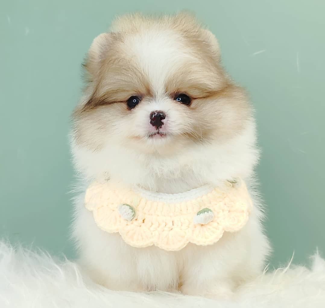 Pomeranian 博美