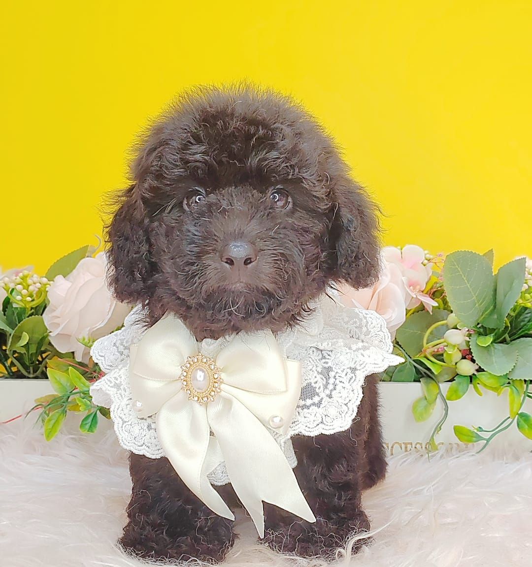 Poodle 娉拌开璐靛