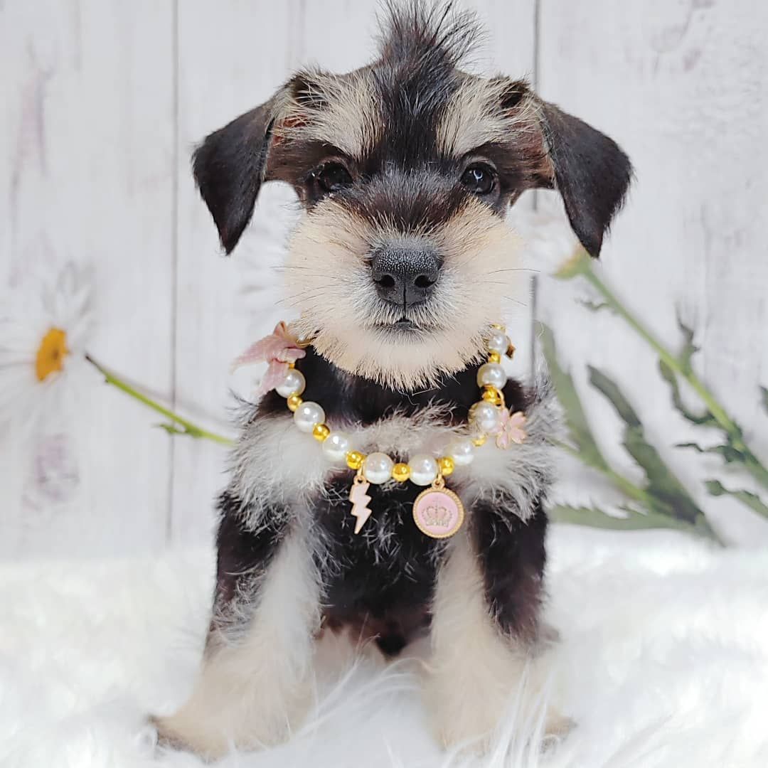 Schnauzer 雪纳瑞