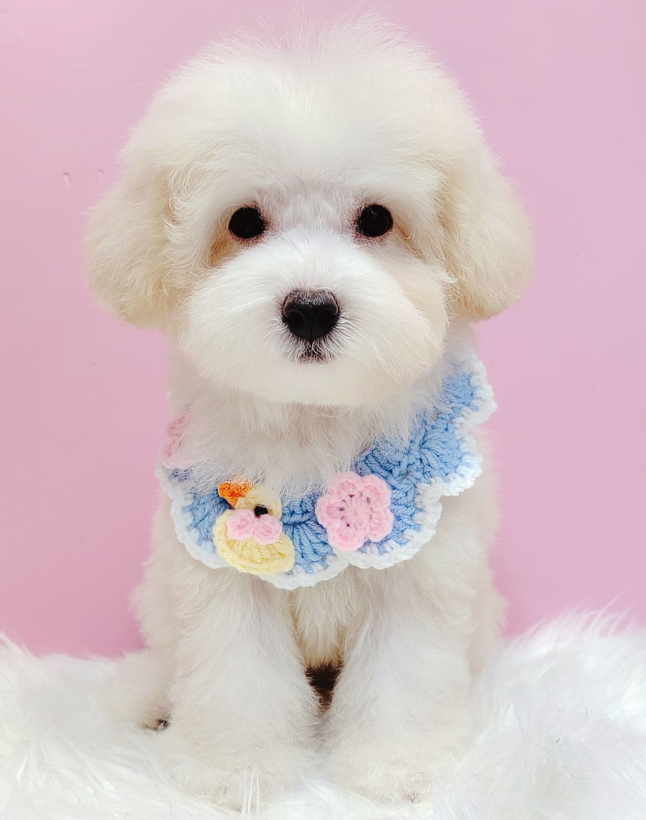 Maltipoo 马尔泰迪