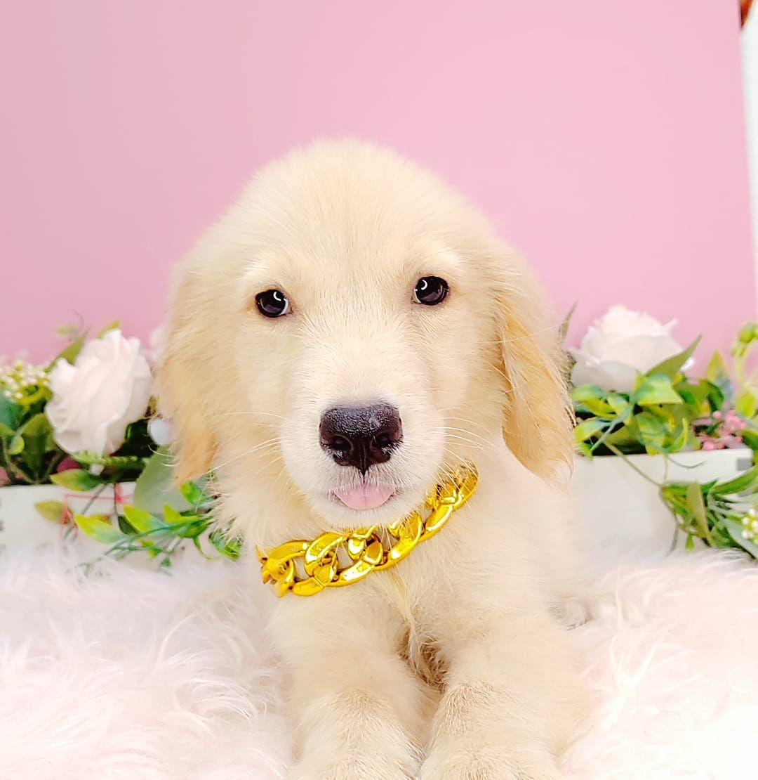 Golden Retriever 黄金猎犬