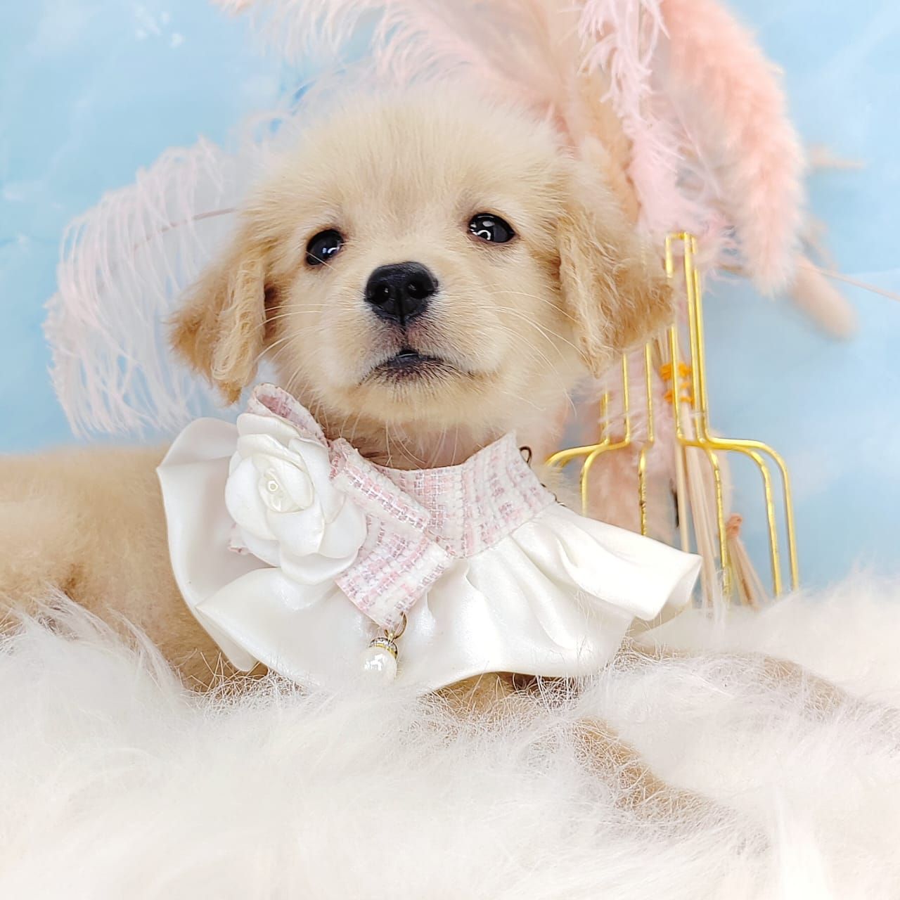 Golden Retriever 黄金猎犬