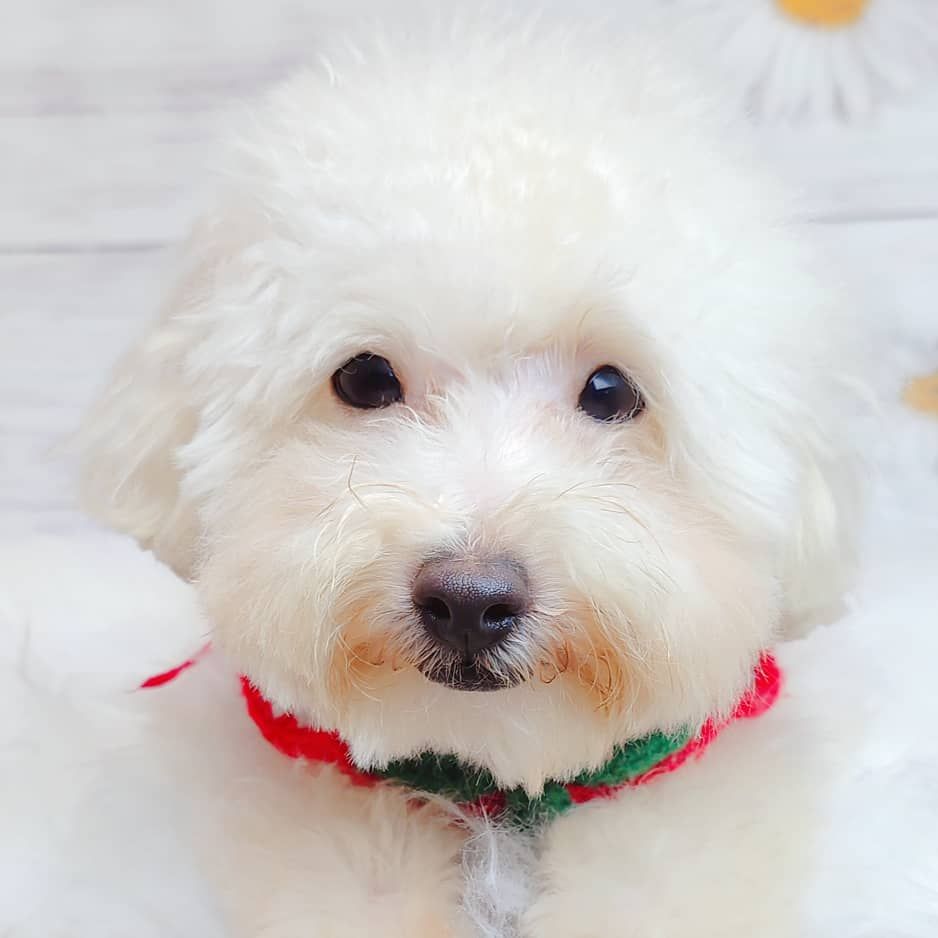 Maltipoo 马尔泰迪