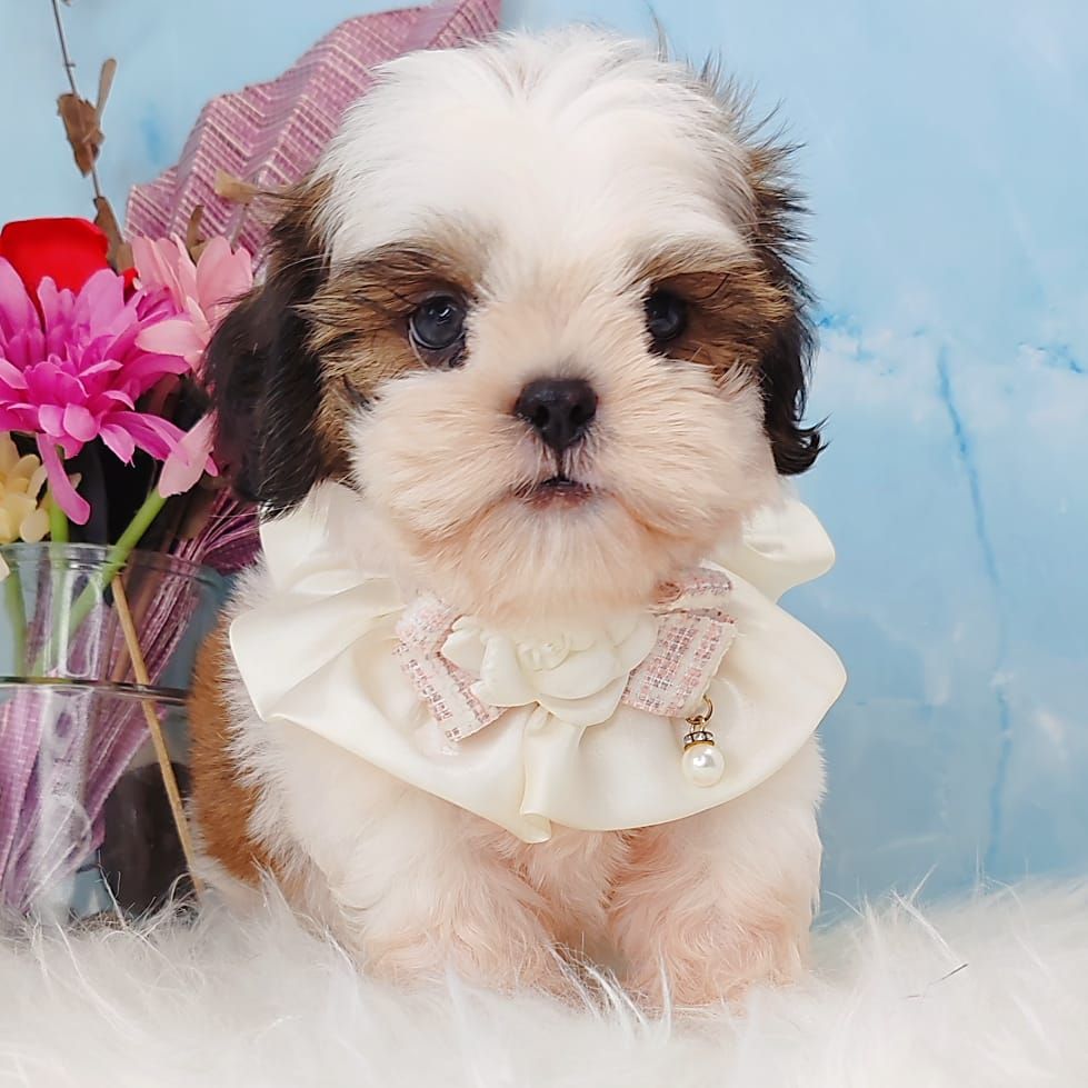 Shih Tzu 西施