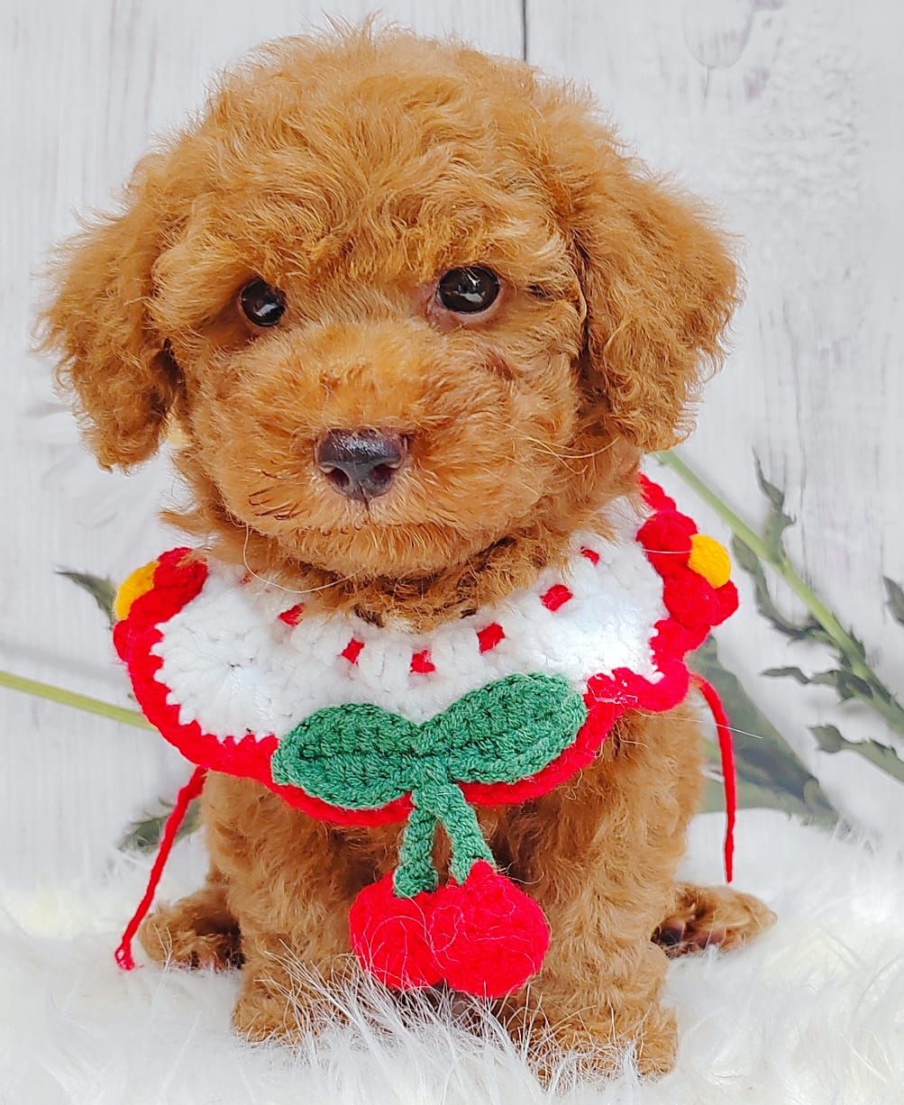 Poodle 娉拌开璐靛