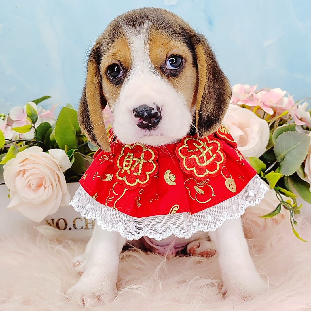 Beagle 米格鲁