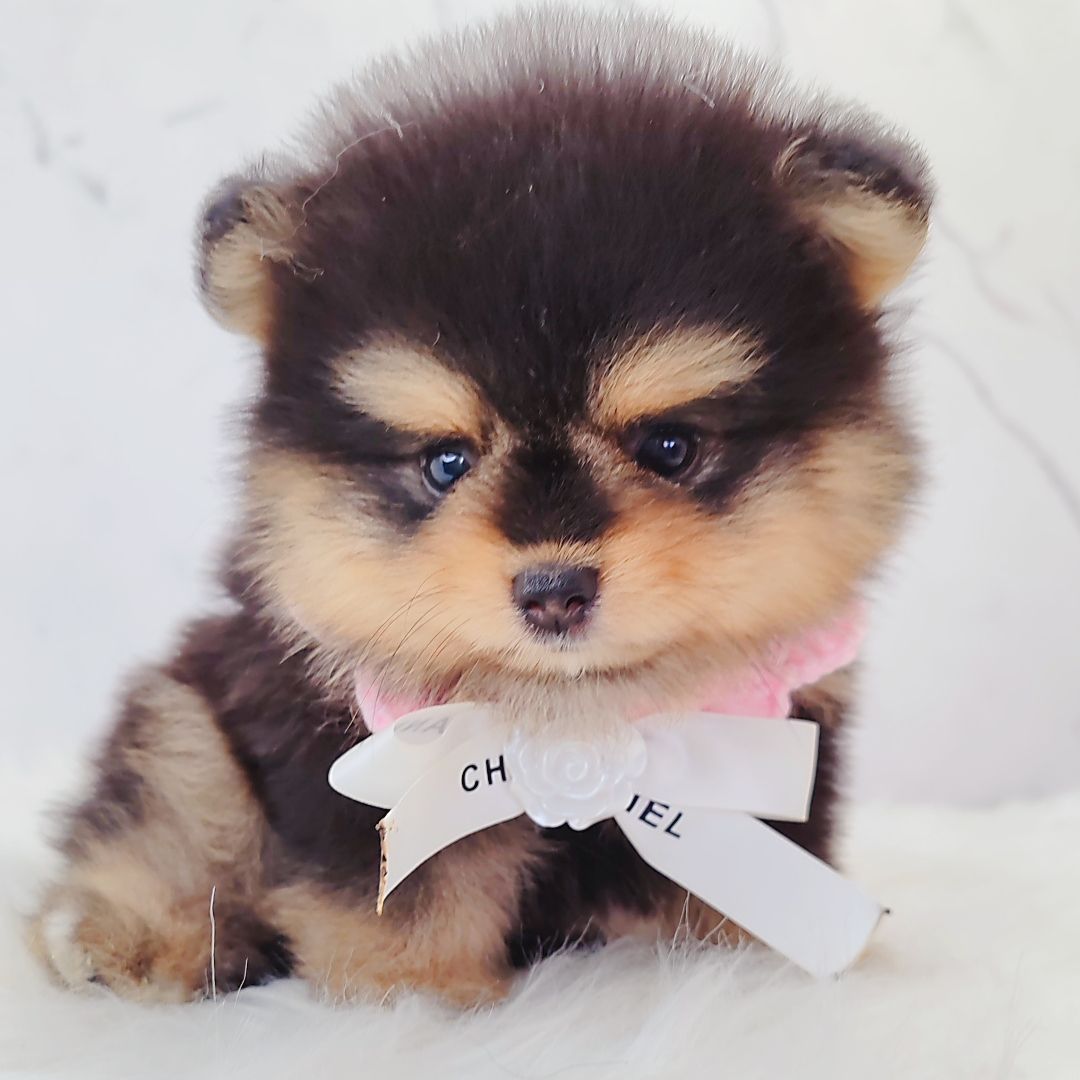 Pomeranian 博美