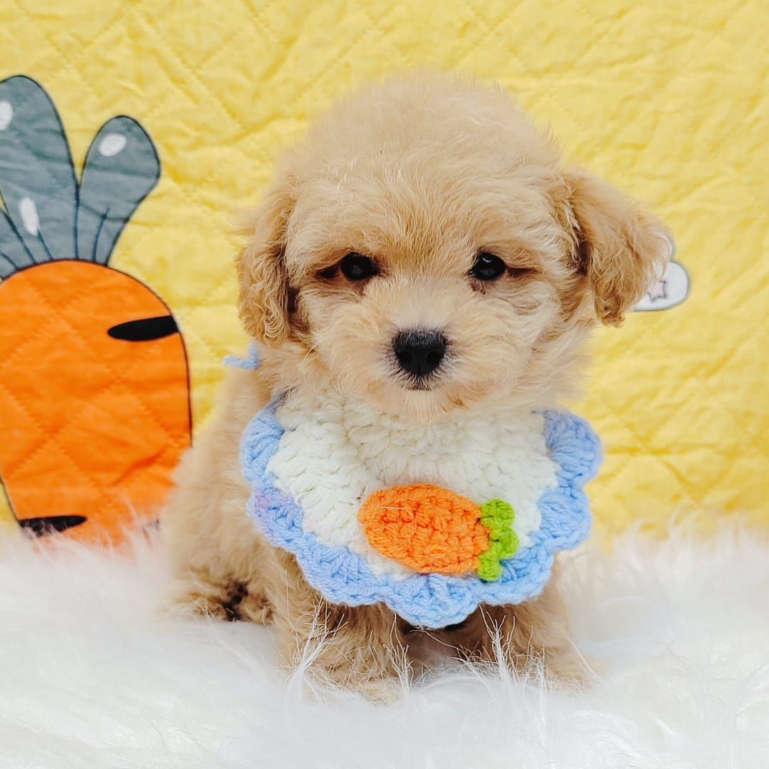 Maltipoo 马尔泰迪