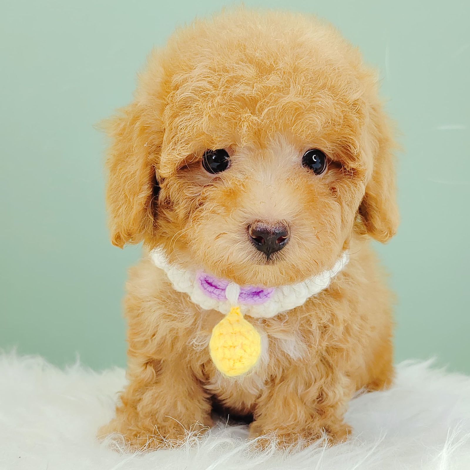 Poodle 璐靛娉拌开
