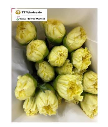 Fresh Carnations for Sale – Long-Lasting Cut Flowers for Any Occasion