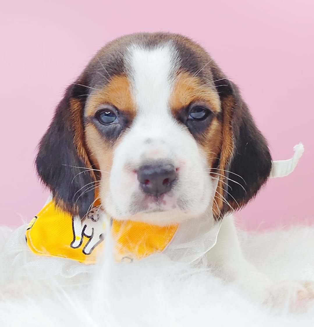 Beagle 米格鲁