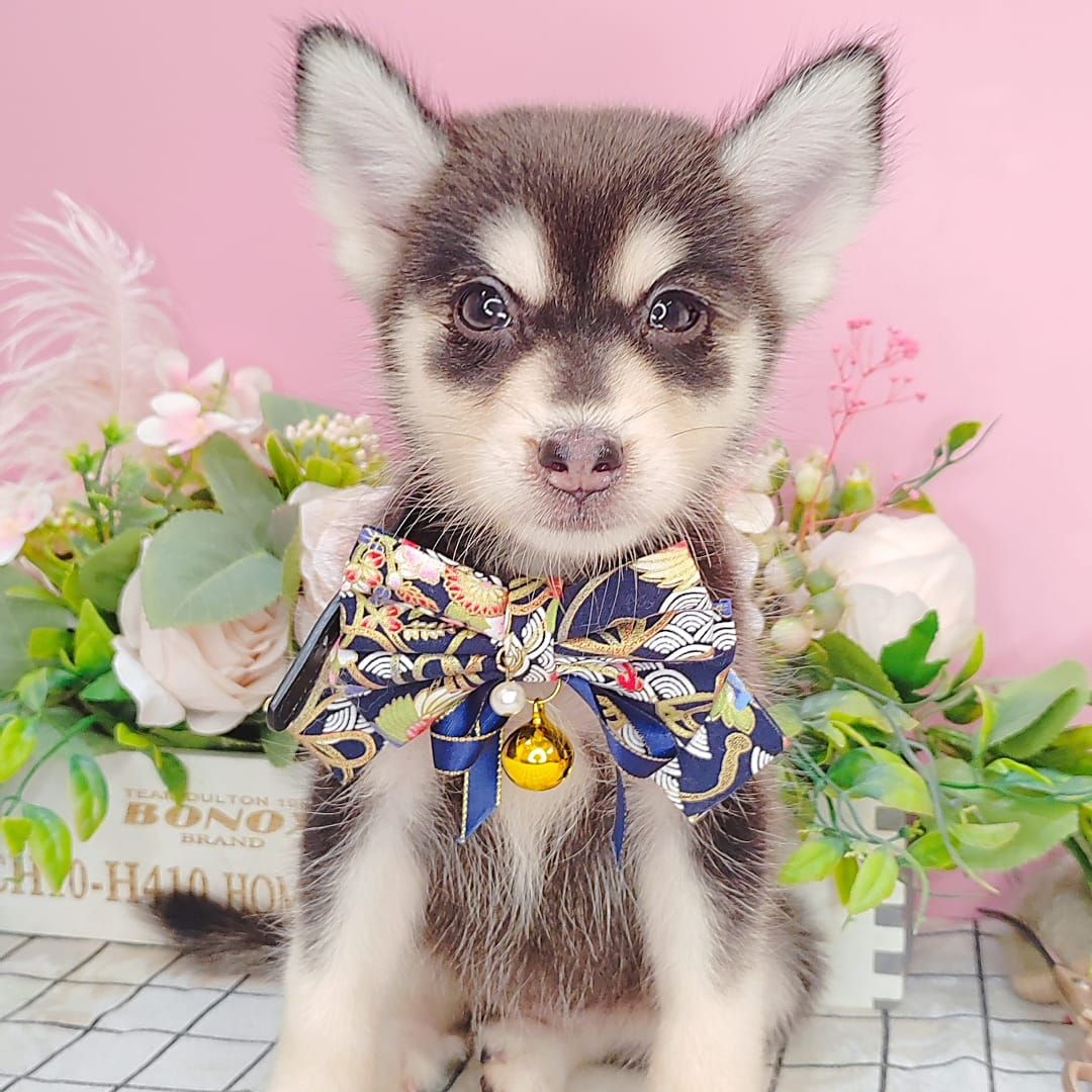  Pomsky 博士奇