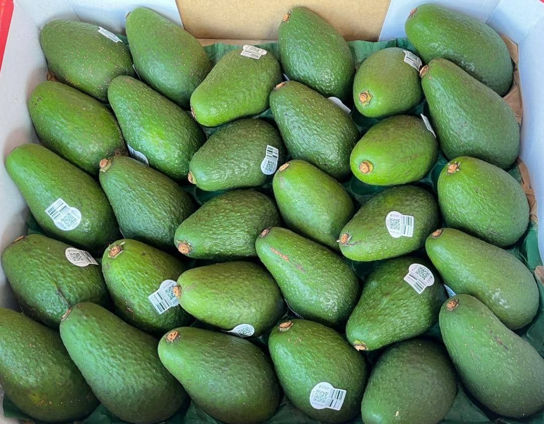 Australia Shep Avocado  