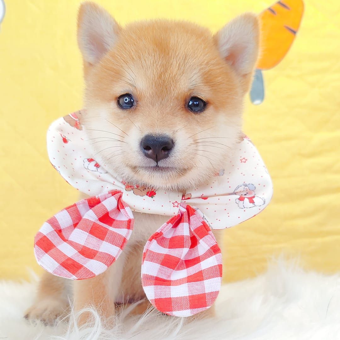 MameShiba Inu 豆柴柴犬
