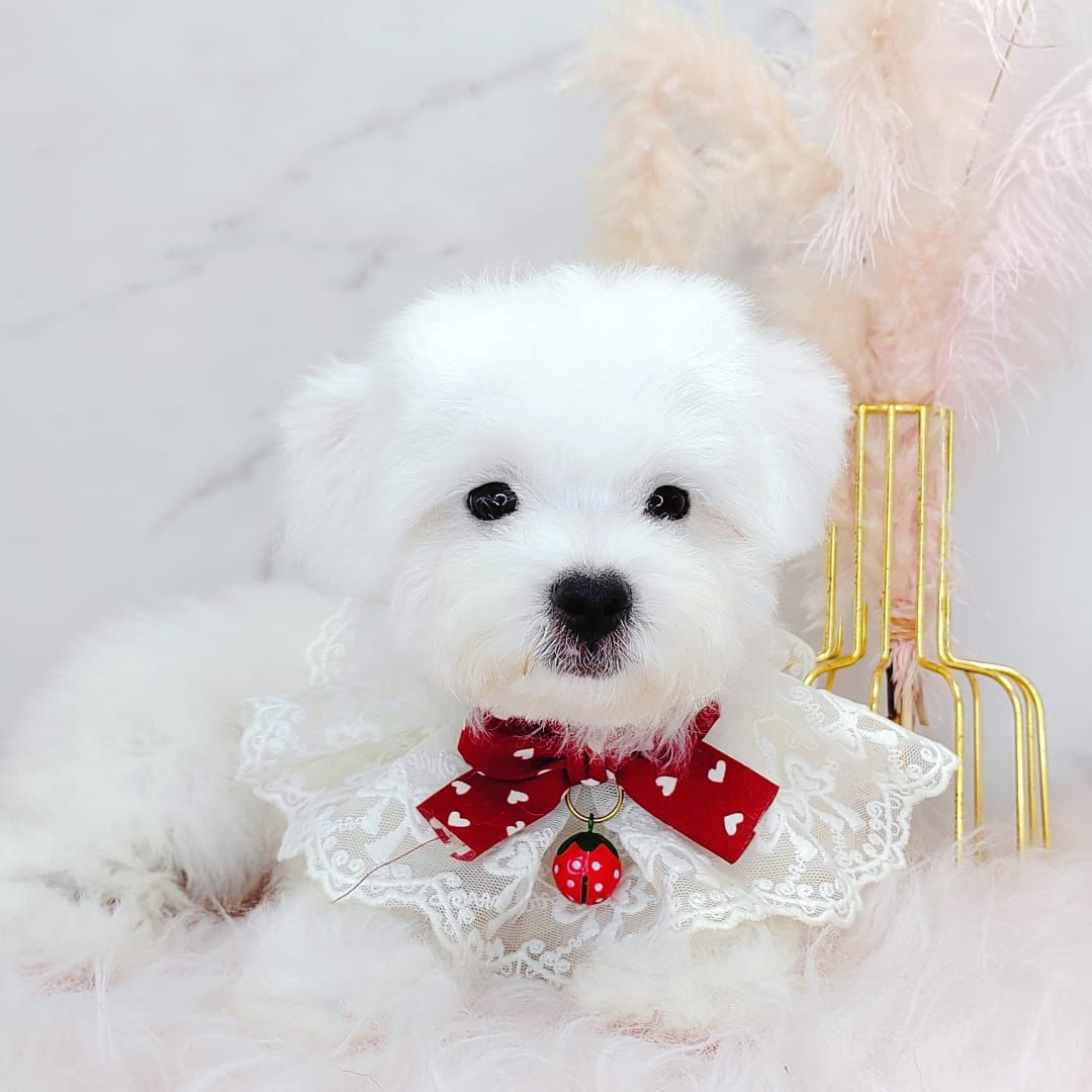 Maltipoo 马尔泰迪
