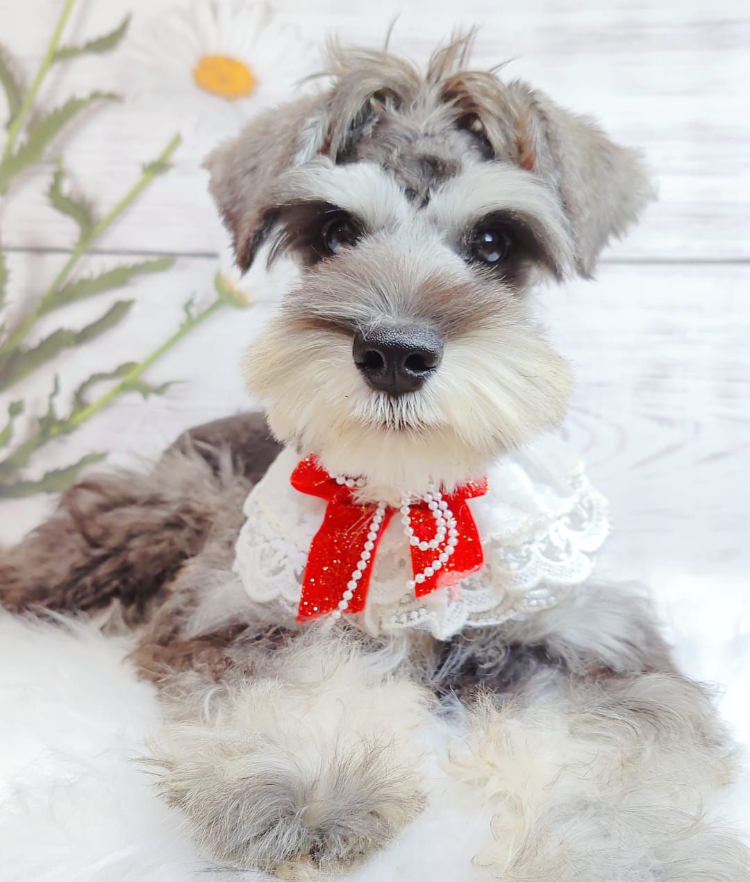 Schnauzer 雪纳瑞