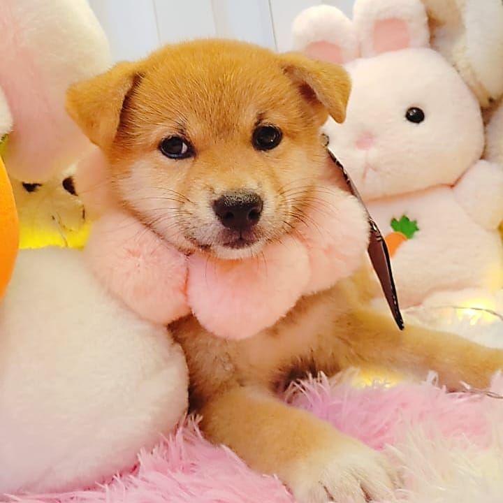Shiba inu 柴犬