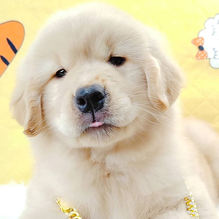 Golden Retriever 黄金猎犬