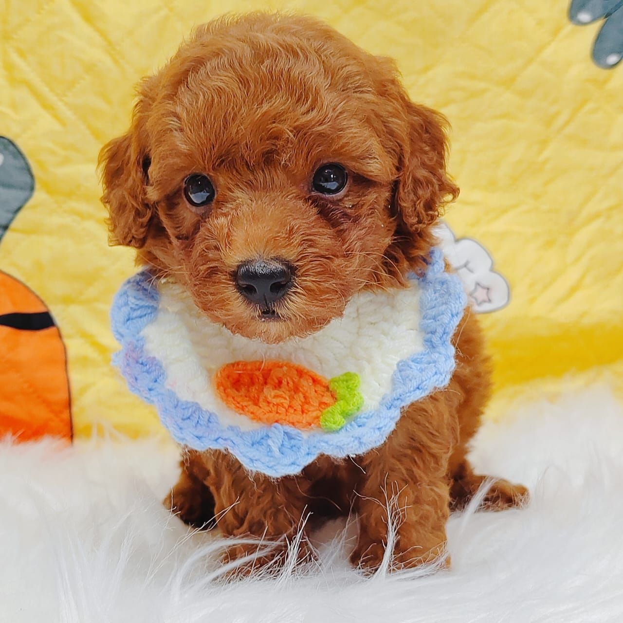 Poodle 娉拌开璐靛