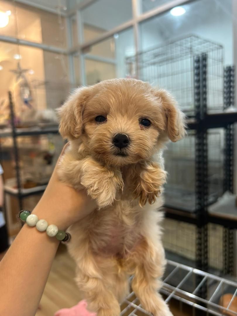 Maltipoo 马尔泰迪