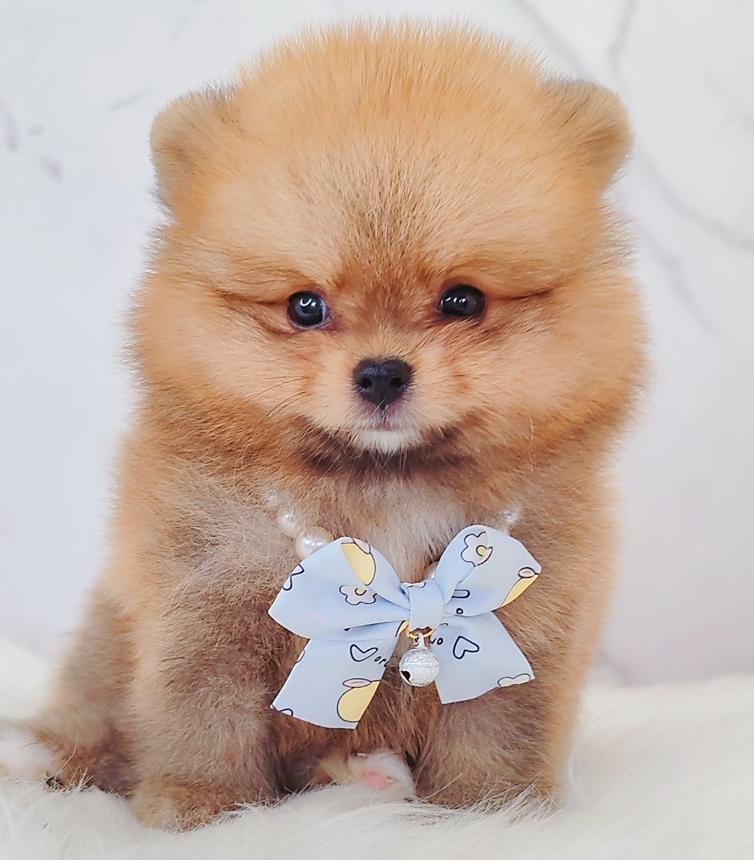 Pomeranian 博美