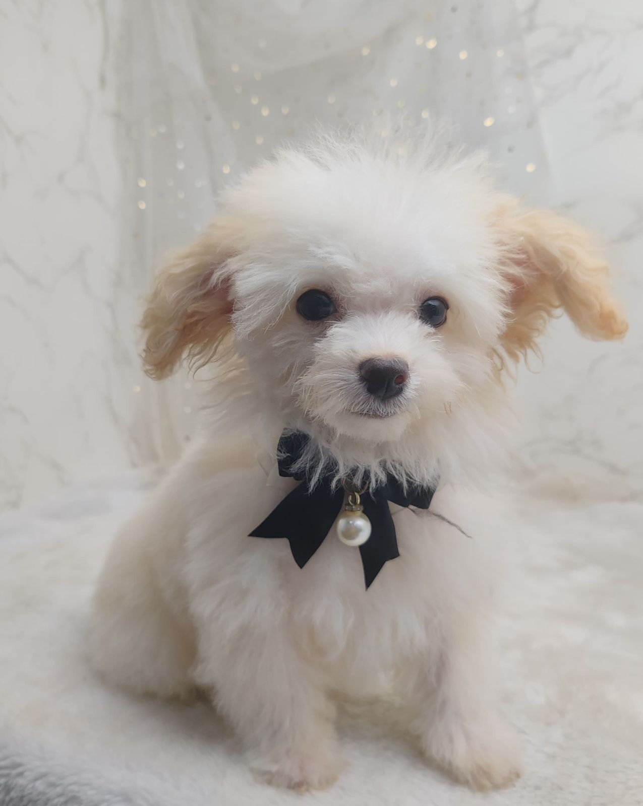 Poodle 娉拌开璐靛