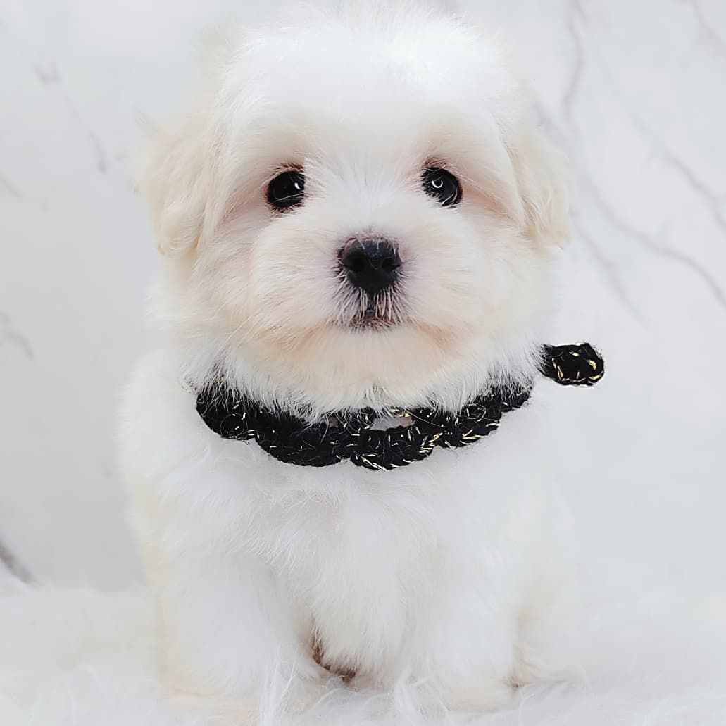 Maltipoo 马尔泰迪