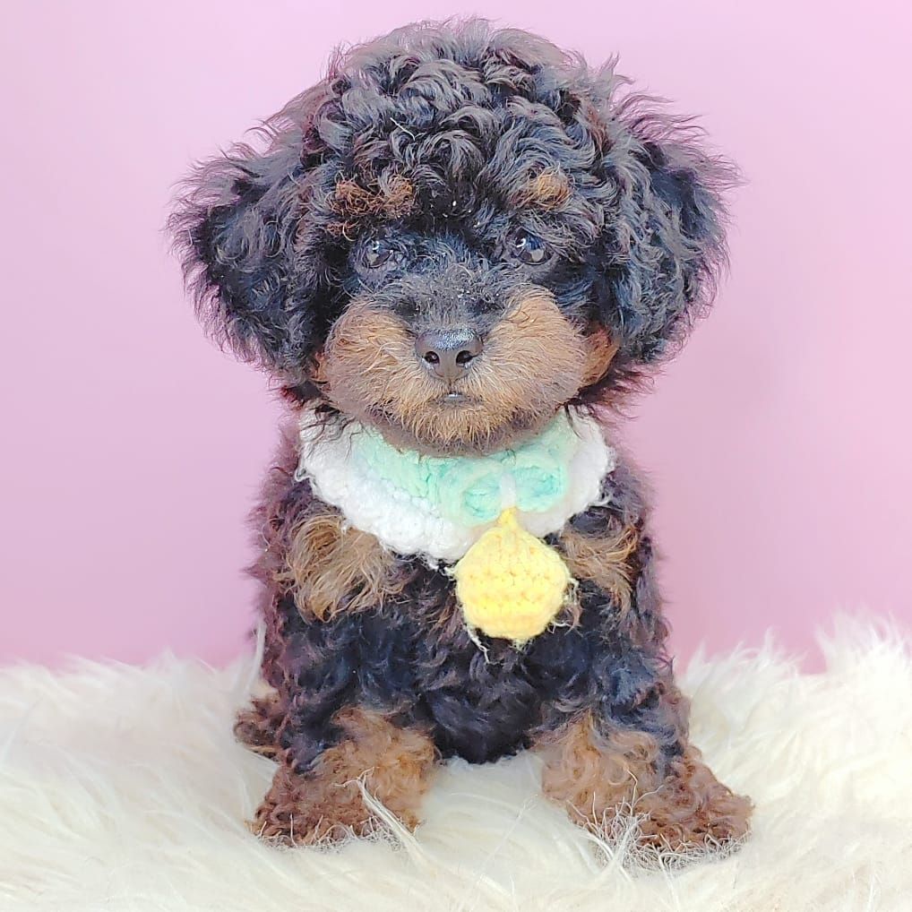 Poodle 娉拌开璐靛