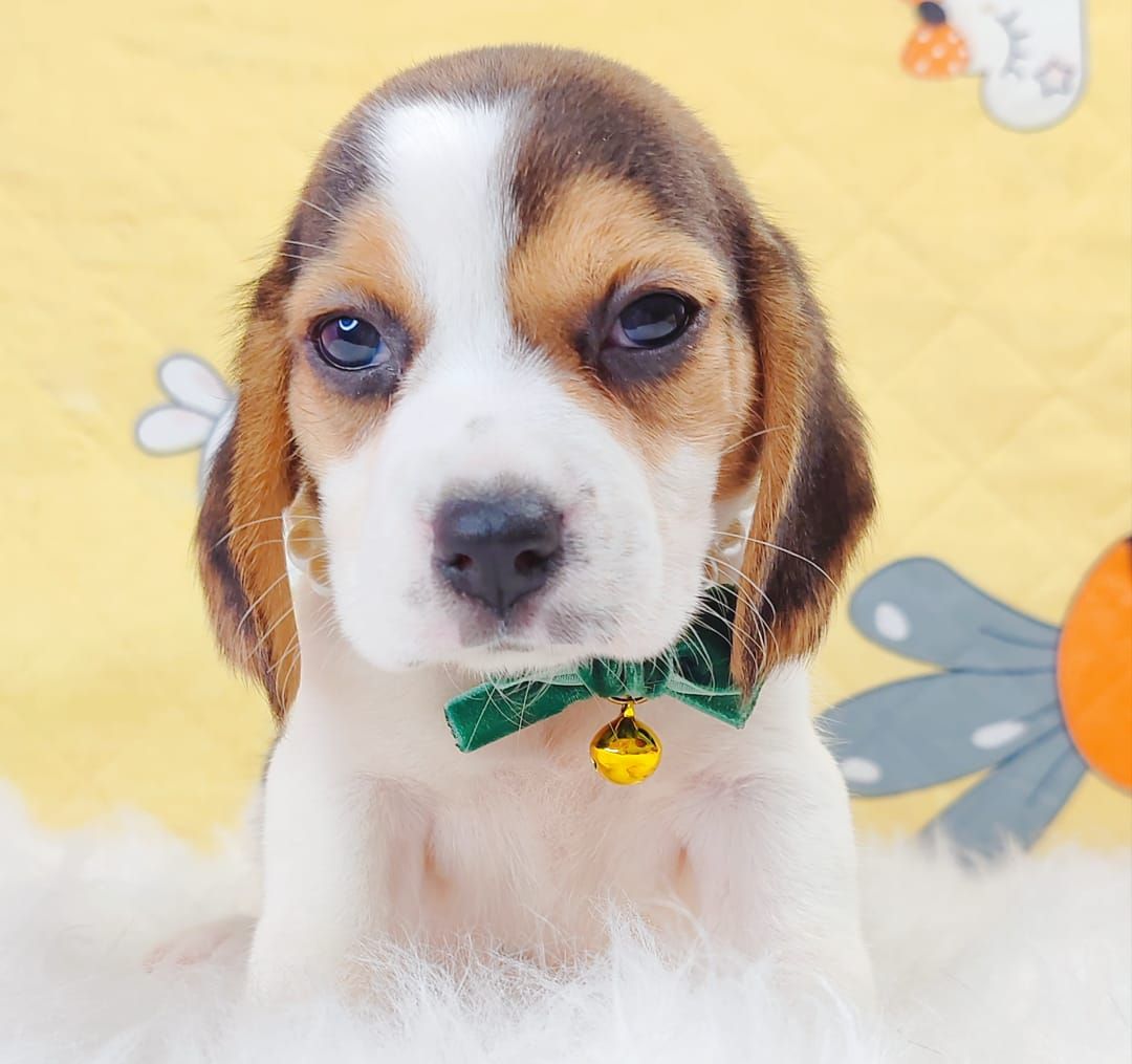 Beagle 米格鲁