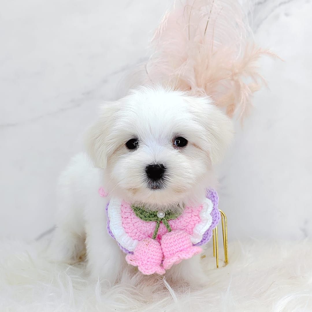 Maltese 马尔济斯