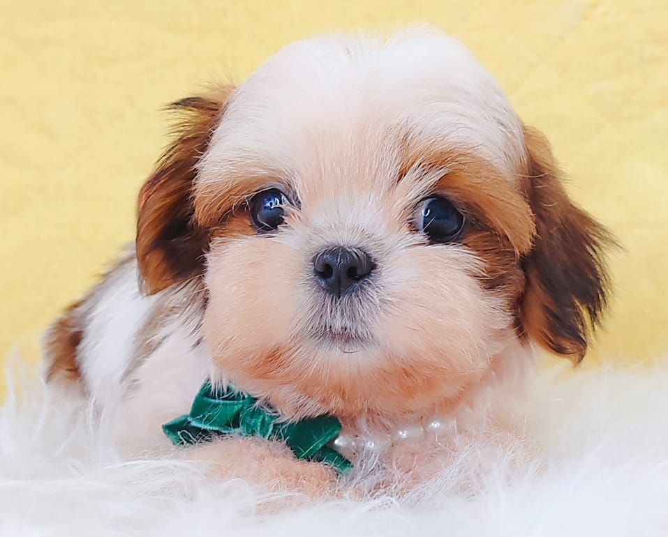 Shih Tzu 西施