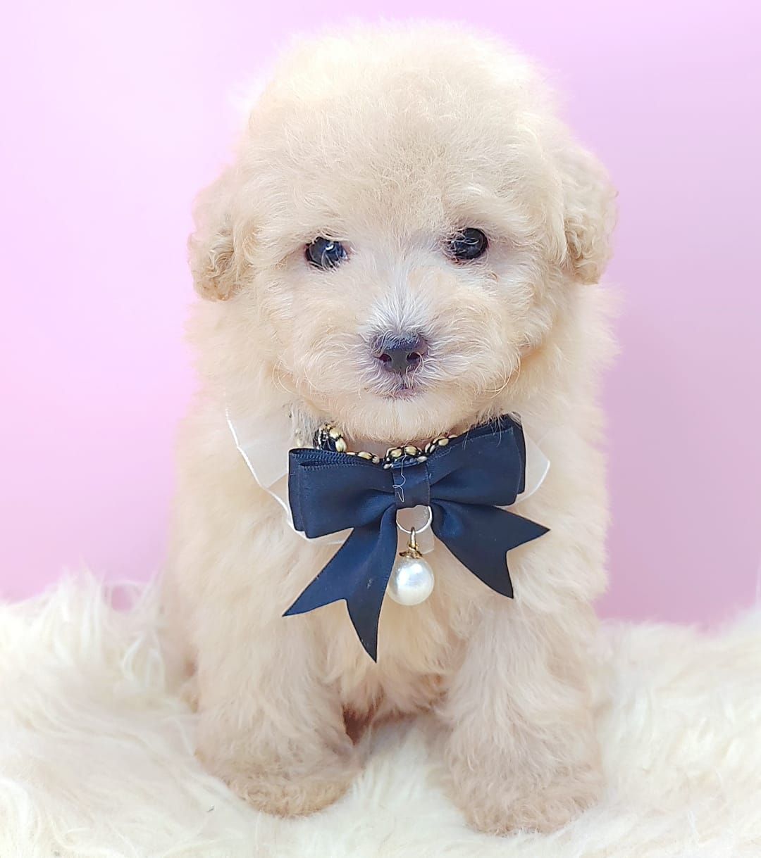 Poodle 娉拌开璐靛