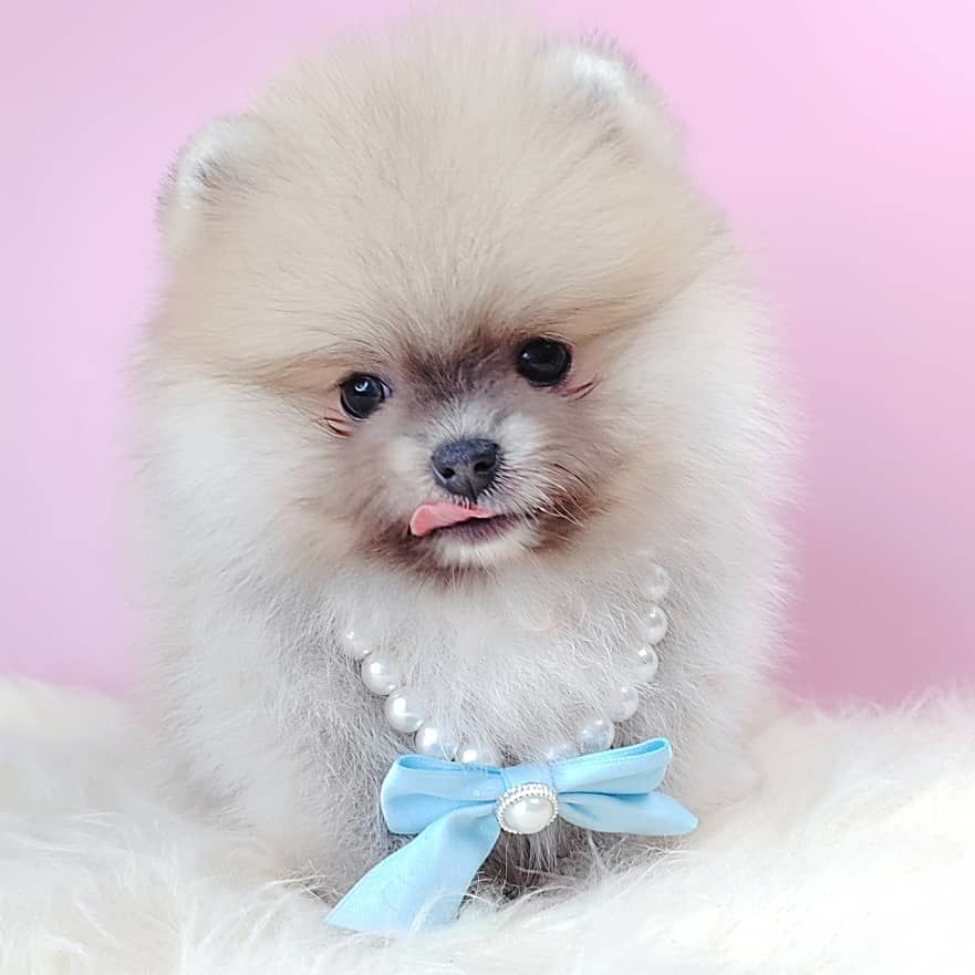 Pomeranian 博美