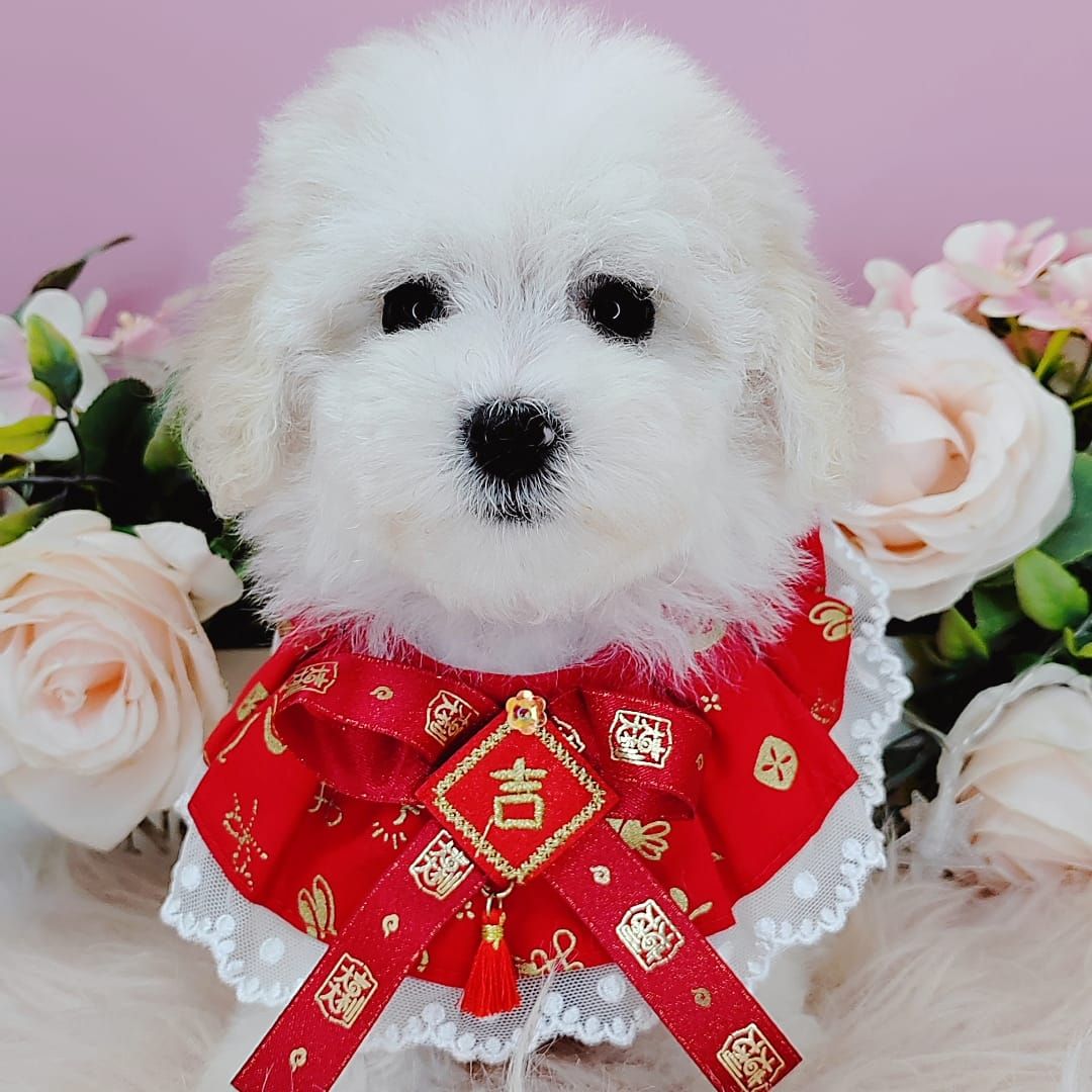 Bichon Frise 比熊
