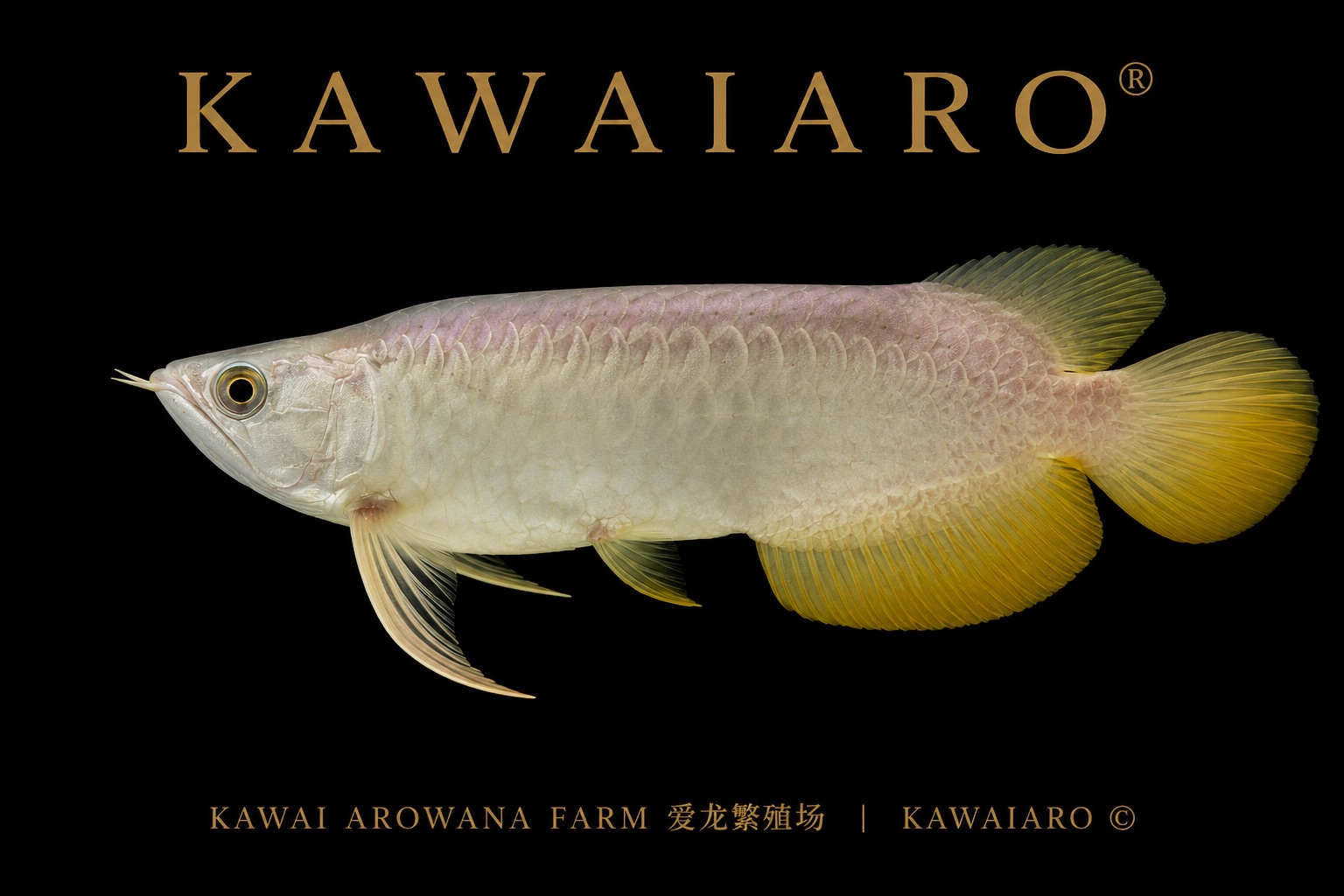 [RARE] KING HI-BACK AROWANA